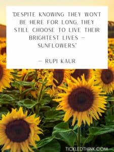 60+ Cute Sunflower Quotes and Sayings to Brighten your Day - Tickled Think