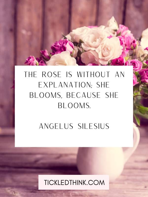 Inspirational rose quotes and quotes about rose