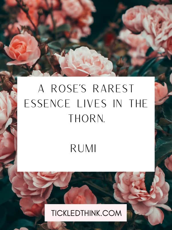 Rose quotes and sayings